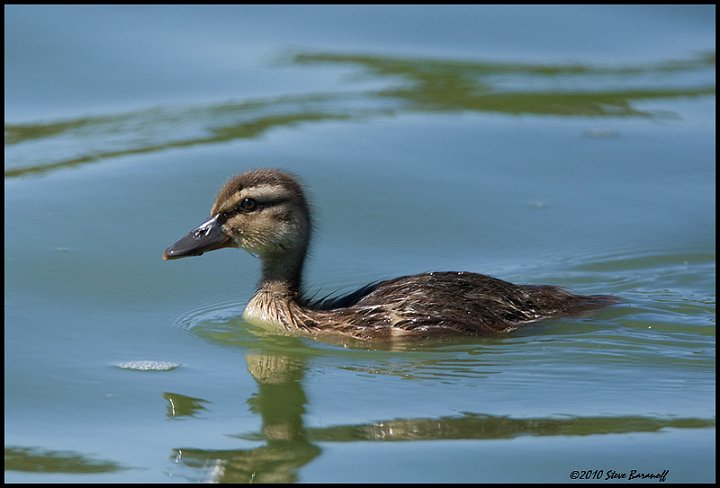 _0SB3944 duckling.jpg